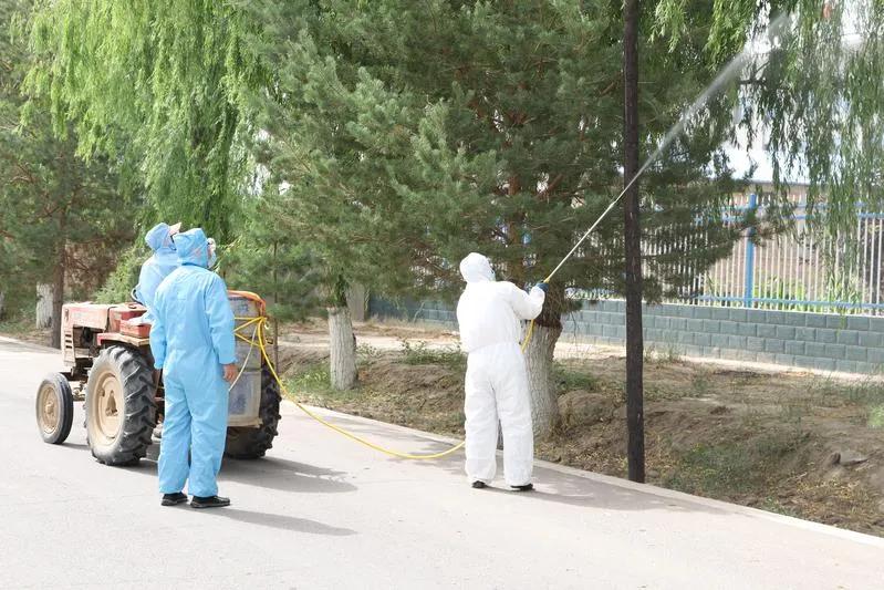 民勤全面开展光肩星天牛防治工作,开展天牛防治工作