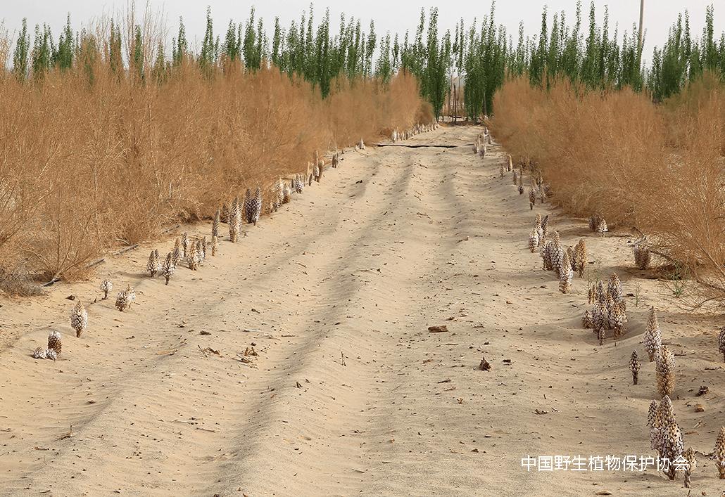 野生草苁蓉图片和用途,草苁蓉在历史上名贵中草药