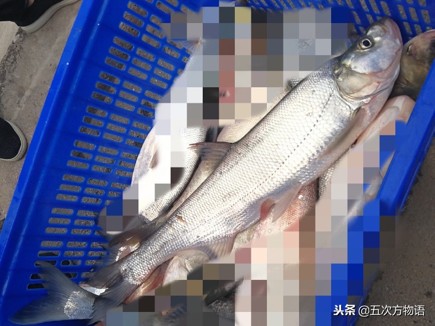 菜市场水产淡水鱼图片,菜市场鱼图鉴