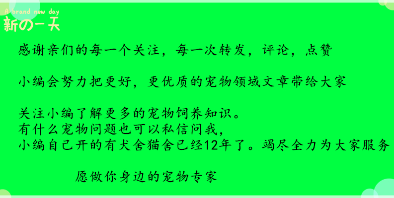 狗狗肠道划破拉稀带血怎么治,宠物狗拉血尿是怎么回事