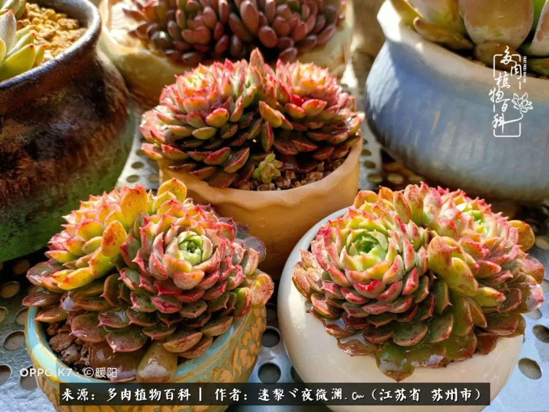 围观多肉版武林大会，一起穿越吧,下