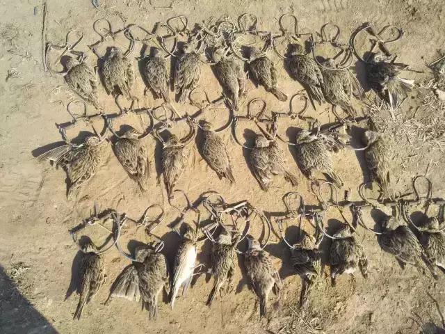 从禾花雀到云雀，又一种鸟快被中国人吃绝种了！