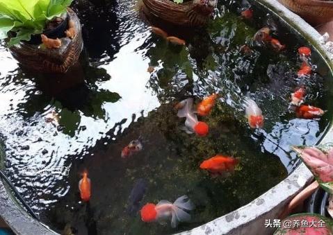 养金鱼的常识知识,养金鱼的十大技术