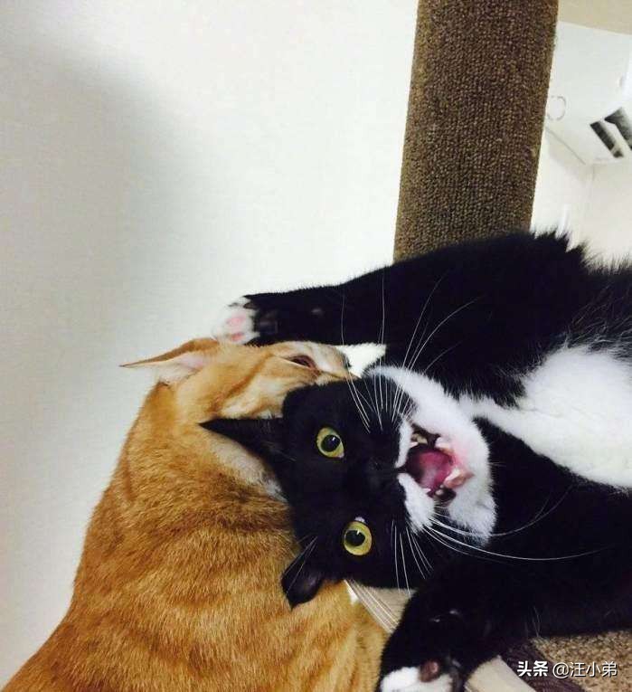 母猫小猫分开回来后哈气怎么办,母猫一直哈气刚来的小猫怎么办