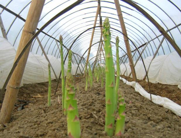 唯一能用于制药的蔬菜——芦笋