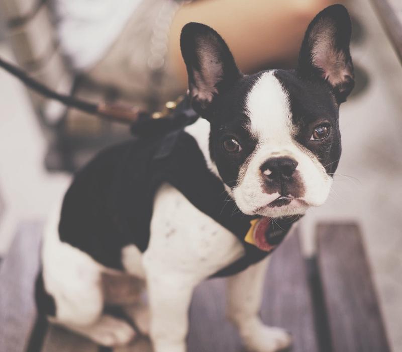 狗狗凶人反抗应该怎么引导,训练狗狗遇到坏人怎么处理