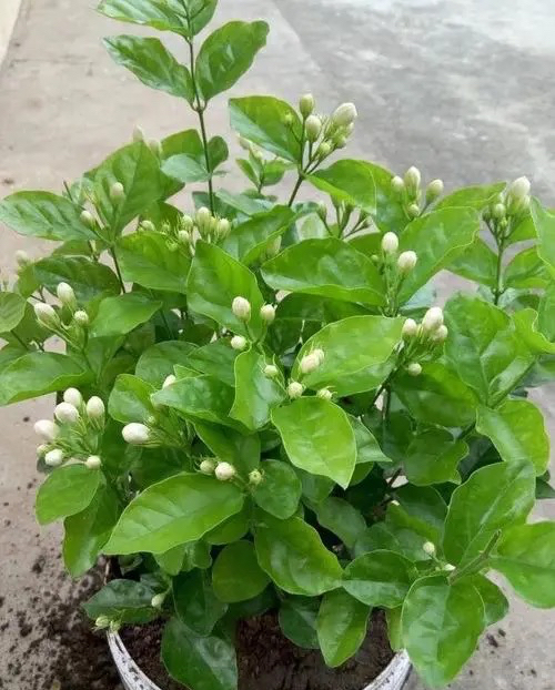 养好茉莉在茉莉花水里加什么,养好茉莉花土方法