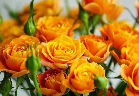 推荐几款玫瑰,哪几种玫瑰值得入手