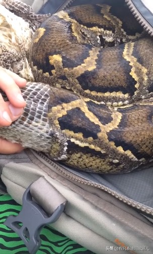 3米蟒蛇脱皮,3米巨蟒
