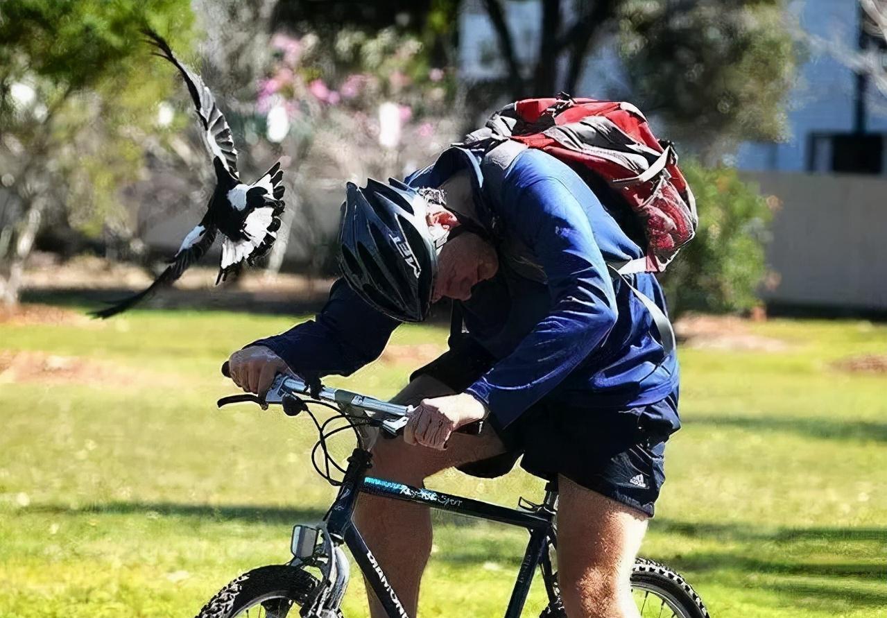 老鹰吃喜鹊被一群喜鹊欺负,老鹰为什么敢捕食毒蛇