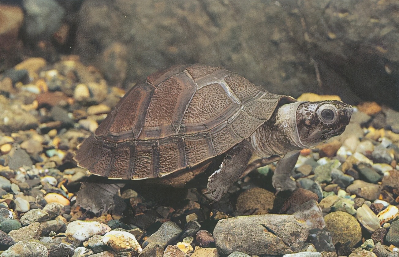 龟类大百科,大眼睛龟类