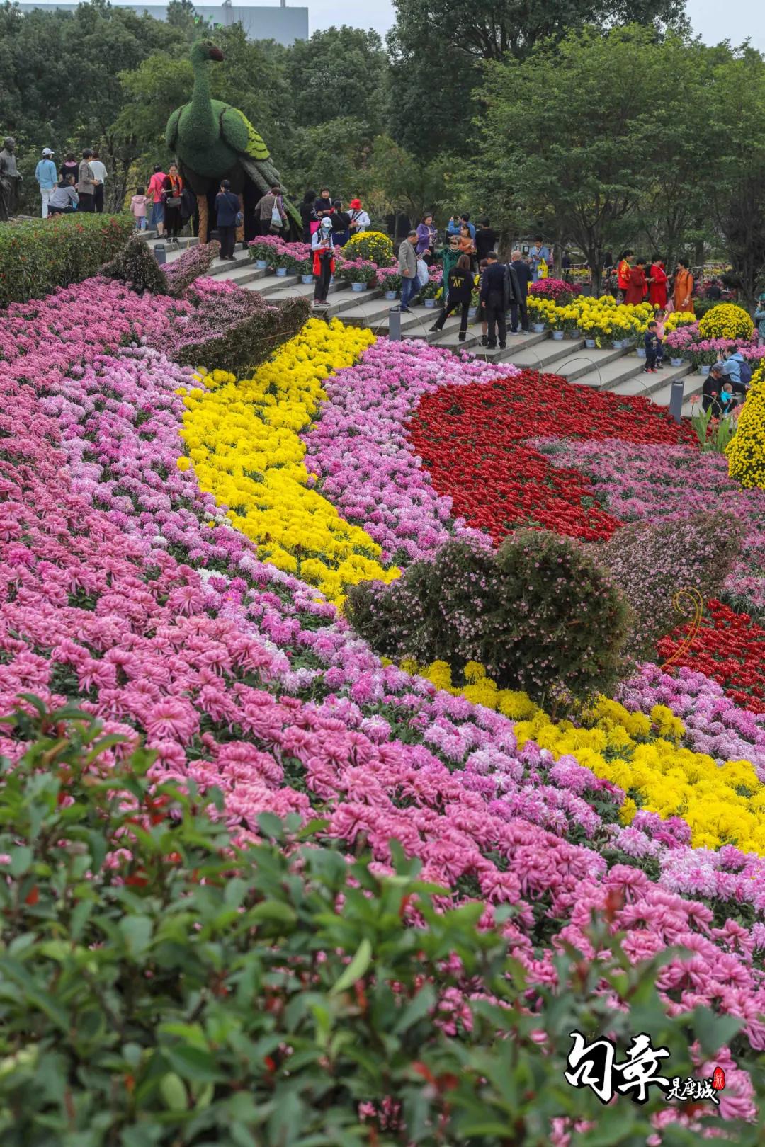 兴化千垛菊花海,广州海心沙菊花海