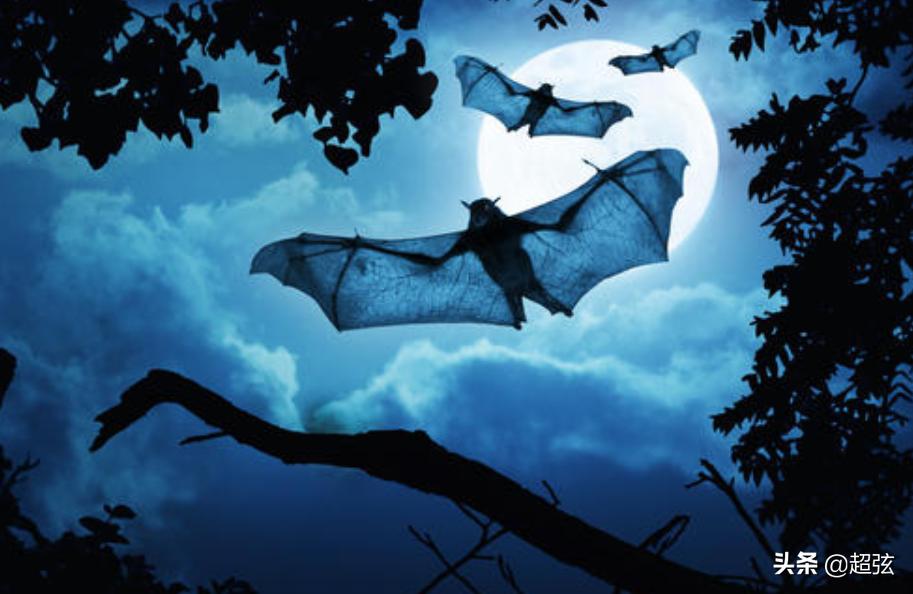 为什么害怕老鼠和蝙蝠,蝙蝠为什么不能灭老鼠