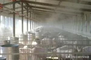 苍术种植杀菌用药,苍术有病虫害用啥药