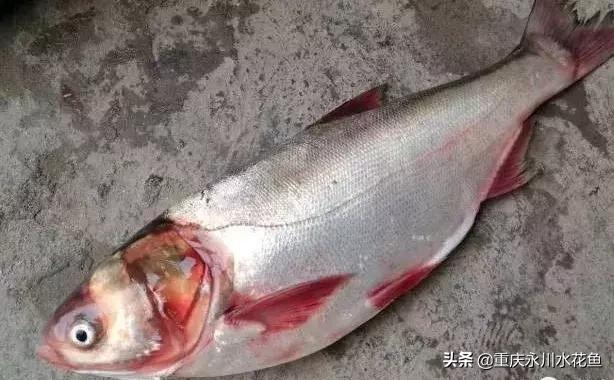 鲢鳙出血病防治方法,花白鲢败血症用什么药