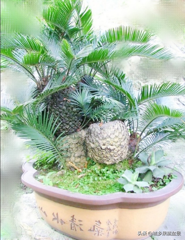 铁树盆景养殖技巧,铁树盆景制作全过程