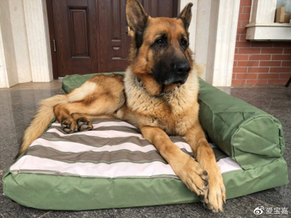 狗子在窝里尿,狗子在床上撒尿是怎么回事