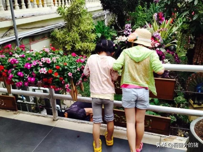 泰北玫瑰的英文,泰北玫瑰图片