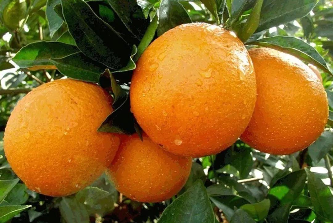 江西精华游路线,江西大环线自驾游攻略