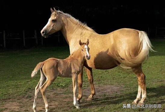 黑色阿拉伯马和蒙古马有什么区别,蒙古马有几个品种