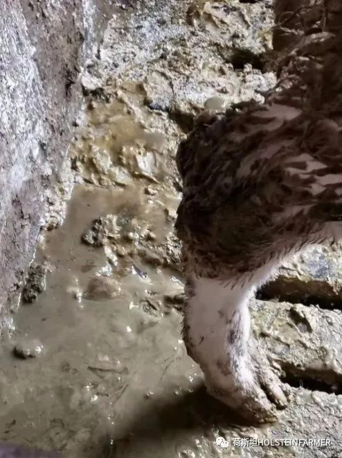 犊牛水样腹泻用什么药物,刚出生的犊牛拉稀有泡沫鼻子抽搐