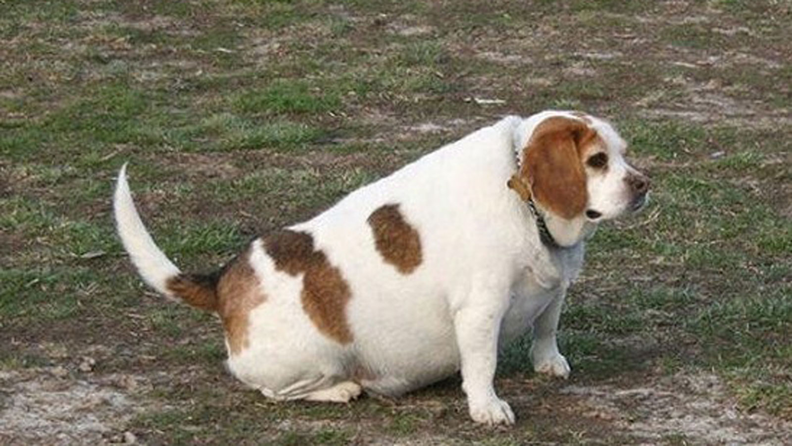 绝育的公狗狗发胖了怎么办,绝育后的动物不合群吗