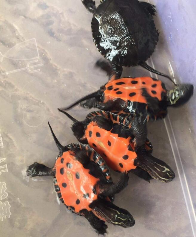 黑颈龟现在什么价格,黑颈龟历年价格走势