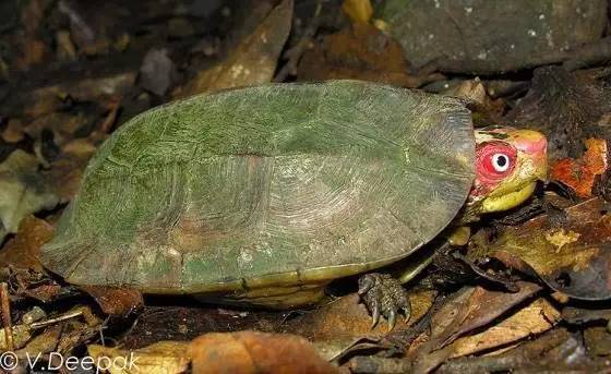 蔗林龟的品种,冷门龟饲养