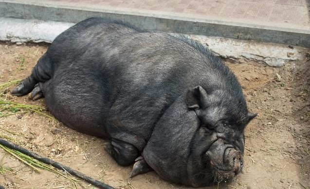 太湖猪一次产多少猪仔,为什么太湖母猪产的小猪不好卖