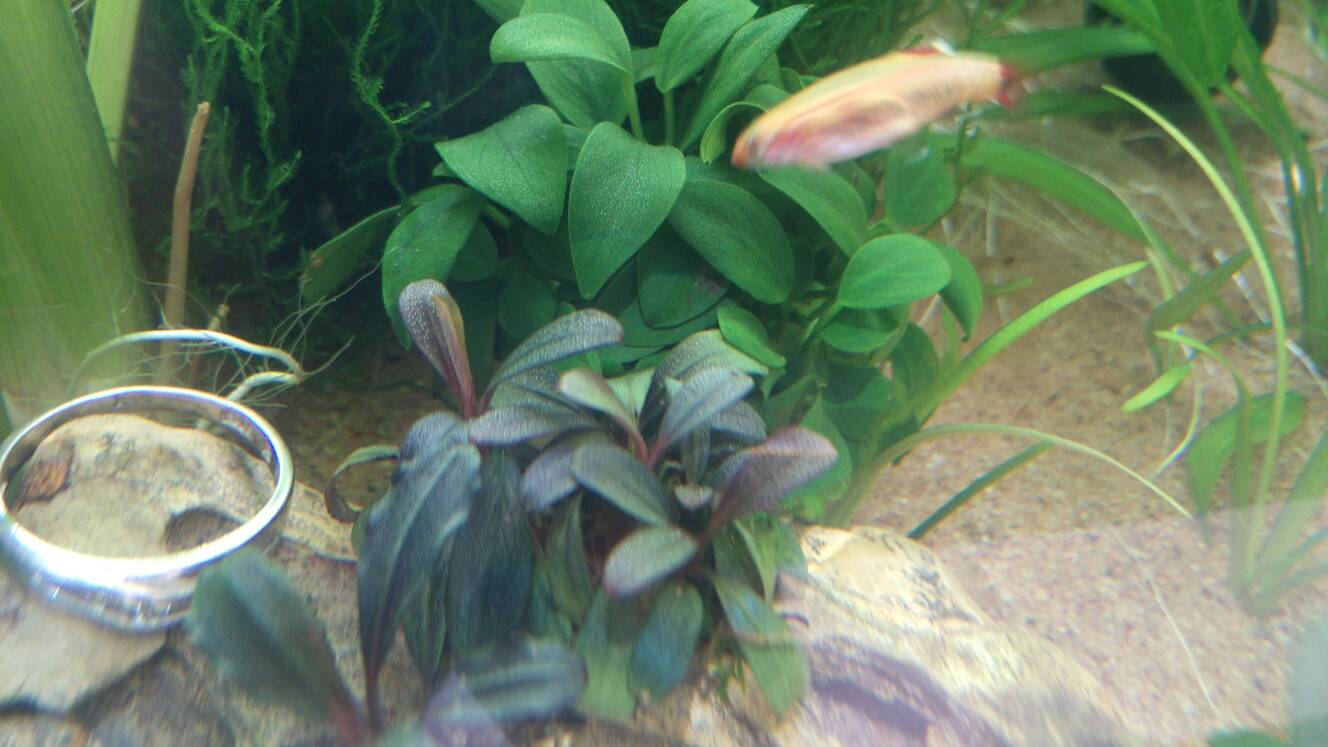 沼泽过滤鱼缸怎么开缸,沼泽缸开缸教程