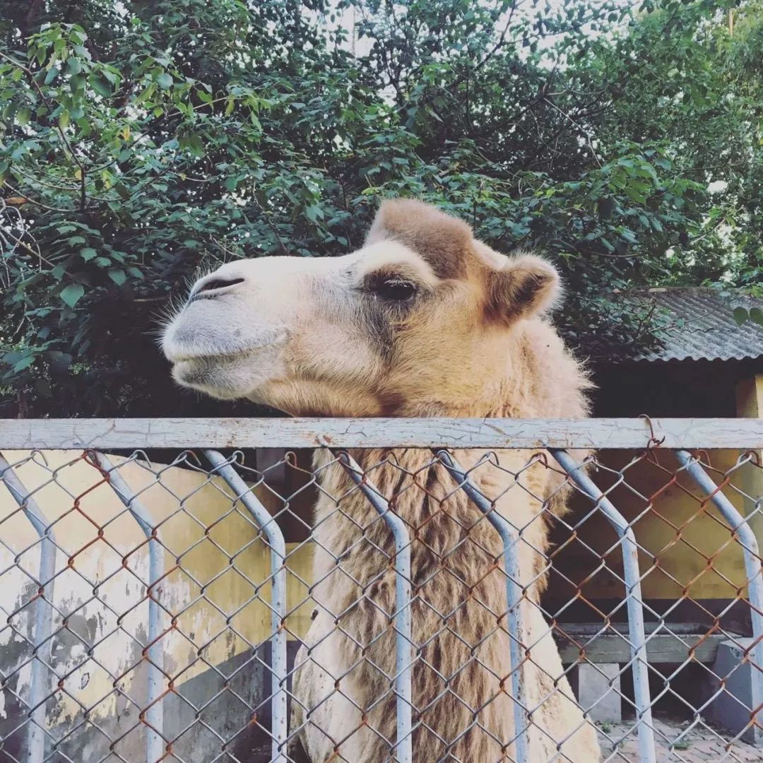 暴走咸阳15个小时，这15家美味店铺太太太好吃了