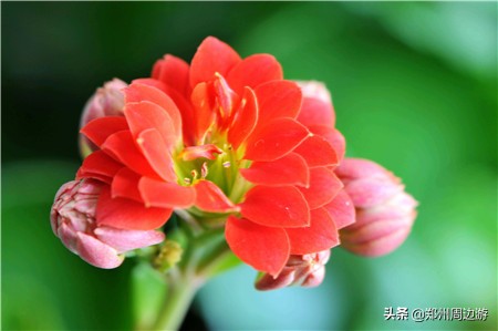 十种最旺客厅的花冬季,春节喜庆花卉有哪些