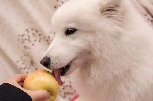 狗狗误食哪几种东西是最致命的,这些常见的东西狗狗千万不要吃