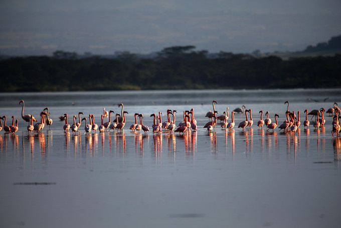 旅行攻略·肯尼亚:跟随《狮子王》震撼你的视觉,哈库拉,玛塔塔