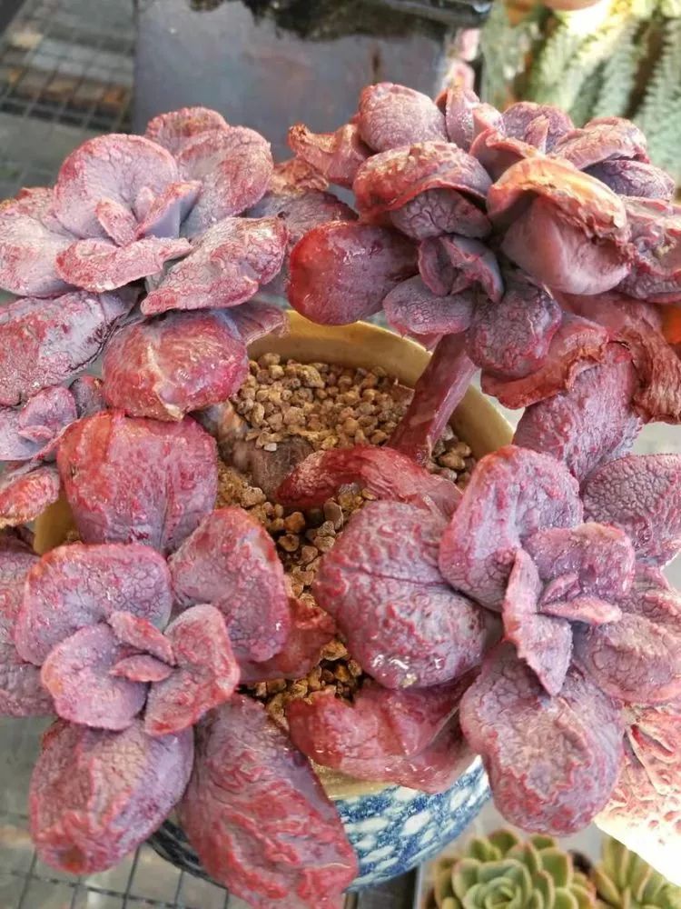 爱机车,爱多肉,宝妈花姐的诗和远方