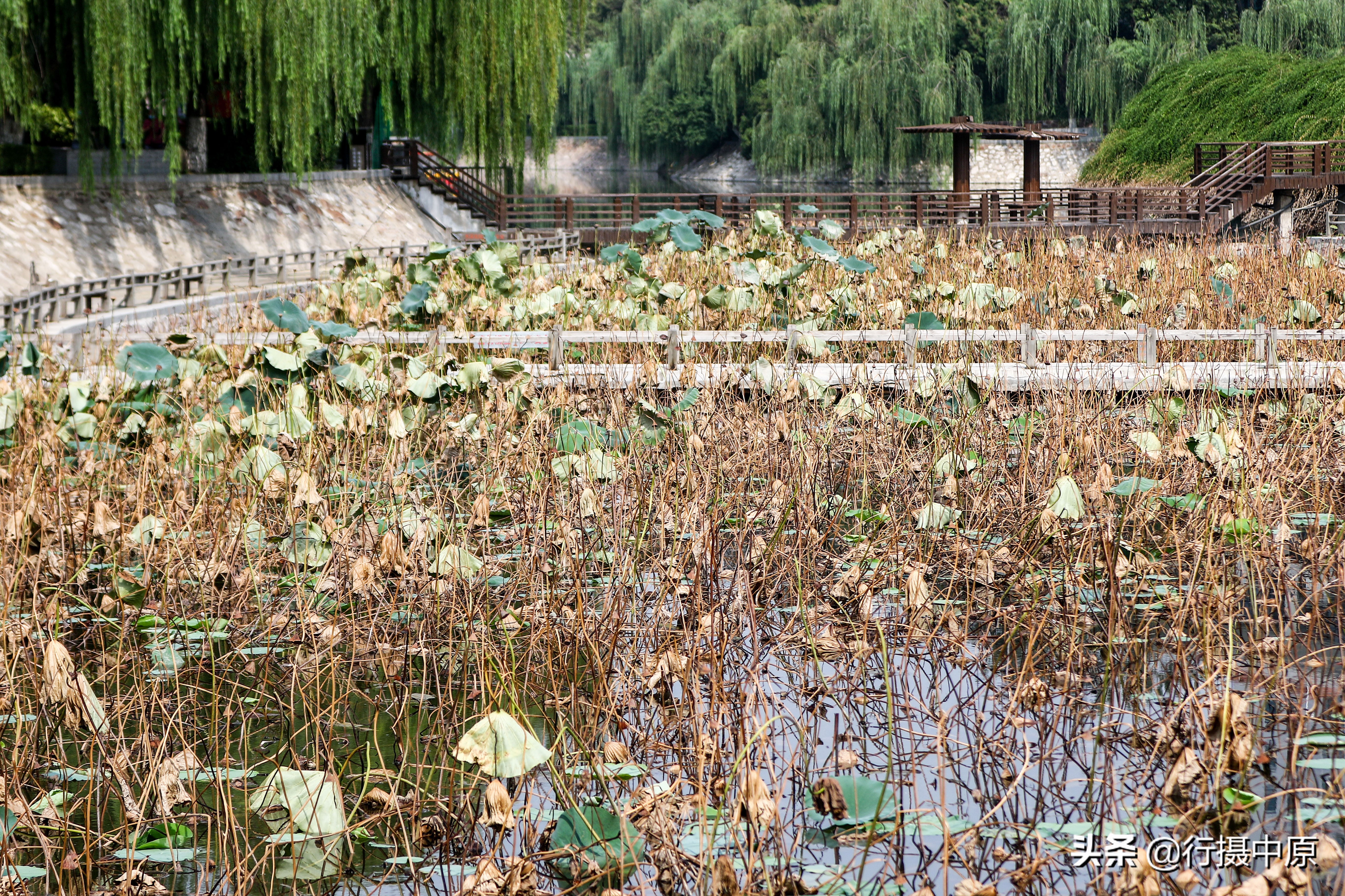 荷花“泡水”后会咋样？这场景，你可能没见过