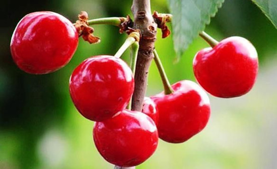 樱桃果蝇虫卵怎么泡洗,怎么清洗樱桃上的农药残留