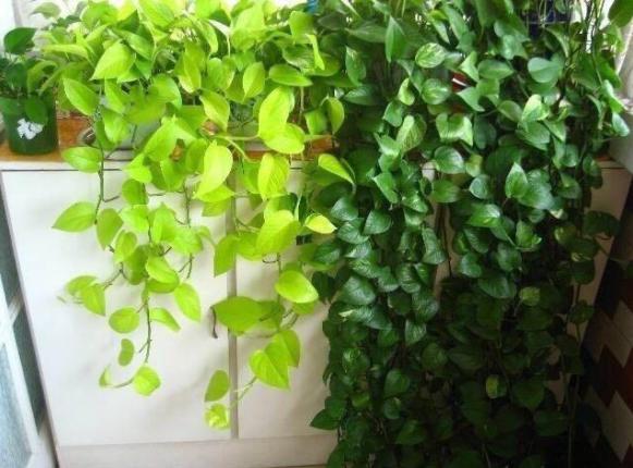绿萝怎么养不会让它死,绿萝怎么补救最快最有效