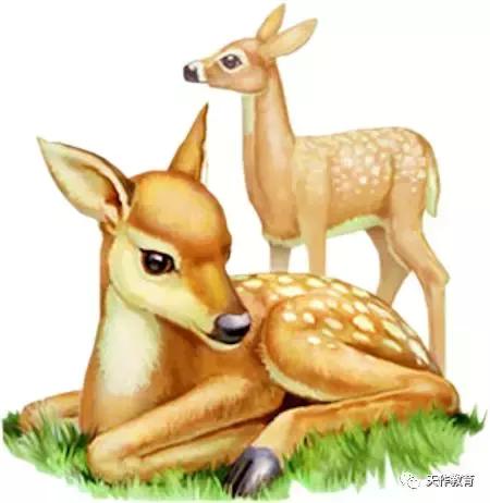 鹿王的真实感受,一代鹿王的传奇