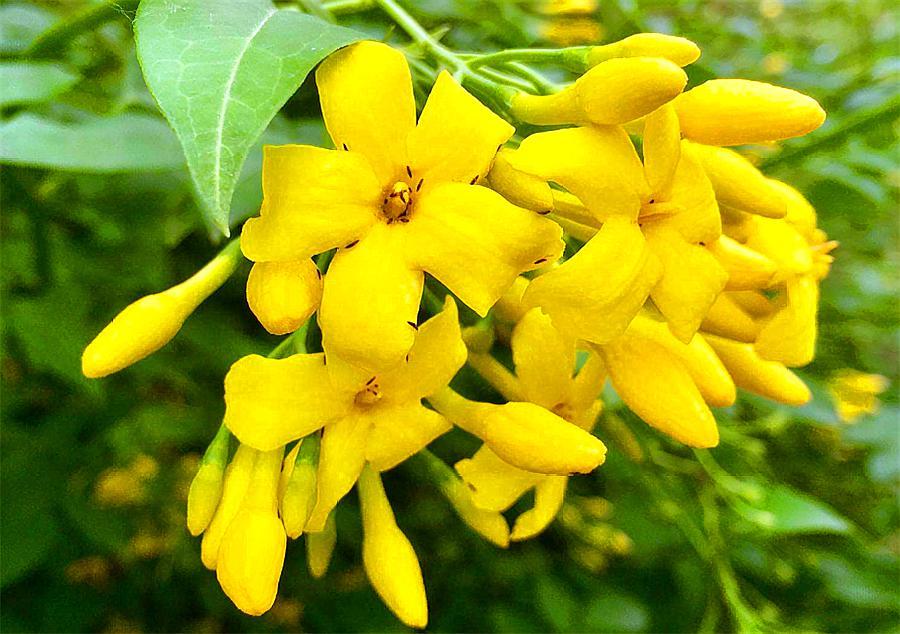 号称开花机器四季开花爆盆,好养活易爆盆的开花机器