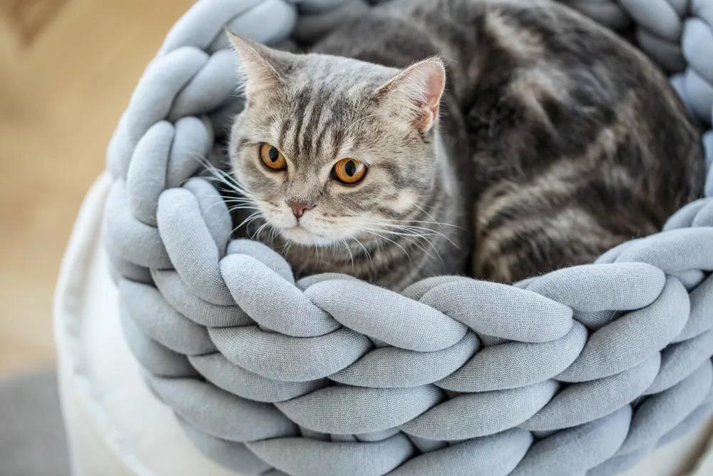 未来5年宠物智能产品,宠物产品logo设计