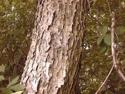 日本威士忌用的是水楢桶吗,山崎水楢桶威士忌2017限量版