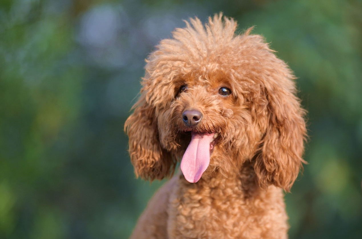 辨别泰迪真假视频,泰迪的智商和纯不纯有关系吗