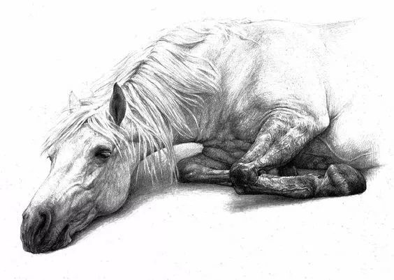 分享一套精美动物素描，值得收藏学习