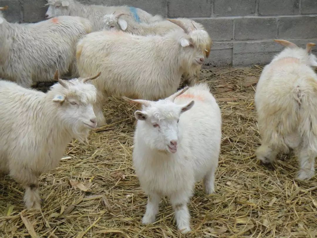 养羊的羊病大全,农村养羊的疾病防控