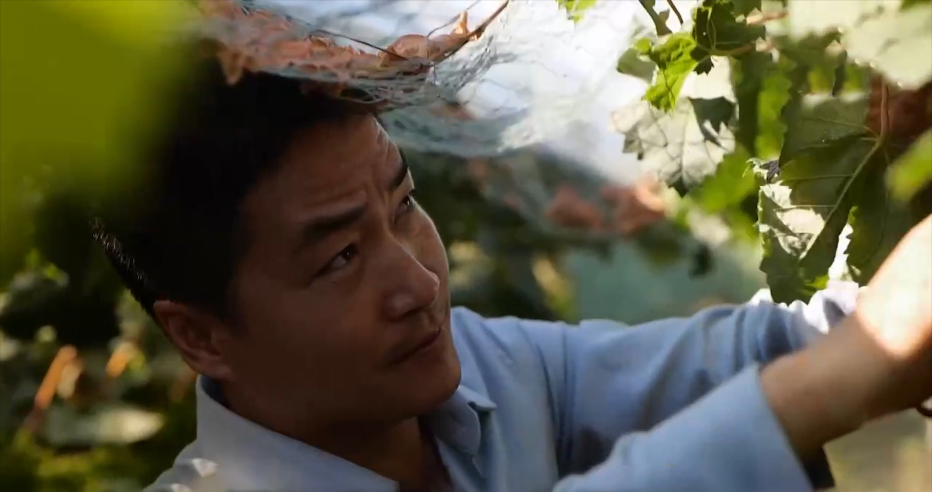 小伙种植葡萄年赚千万,80后小伙创业种葡萄