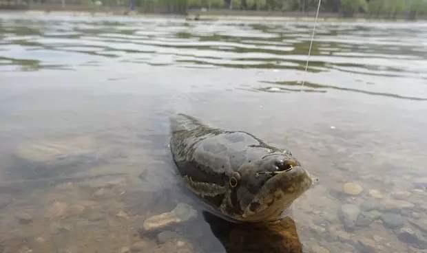 黑鱼一般都吃什么,黑鱼一般吃什么