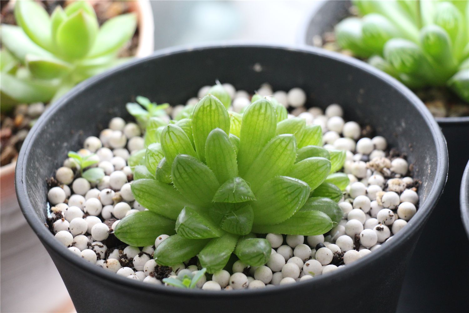 多肉玉露叶子枯萎怎么办,多肉玉露叶子变黑怎么办