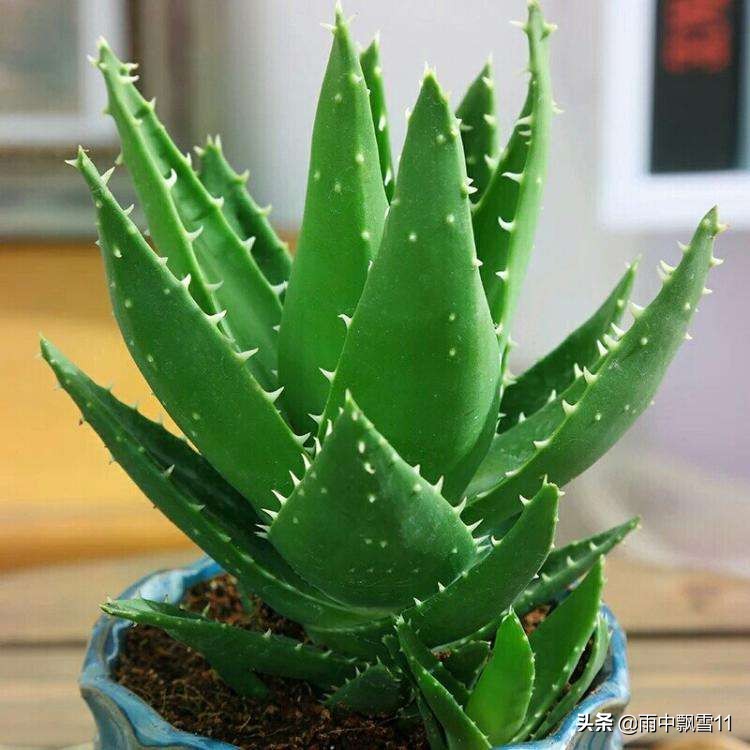 春萌多肉的正确养殖方法,春天叶插多肉