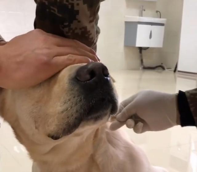搜救犬打疫苗搞笑视频,搜救犬看医生视频
